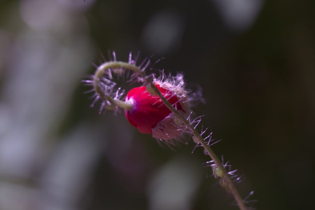 erfahren sie alles über blattläuse: erkennung, bekämpfung und prävention von diesen häufigen pflanzenparasiten.