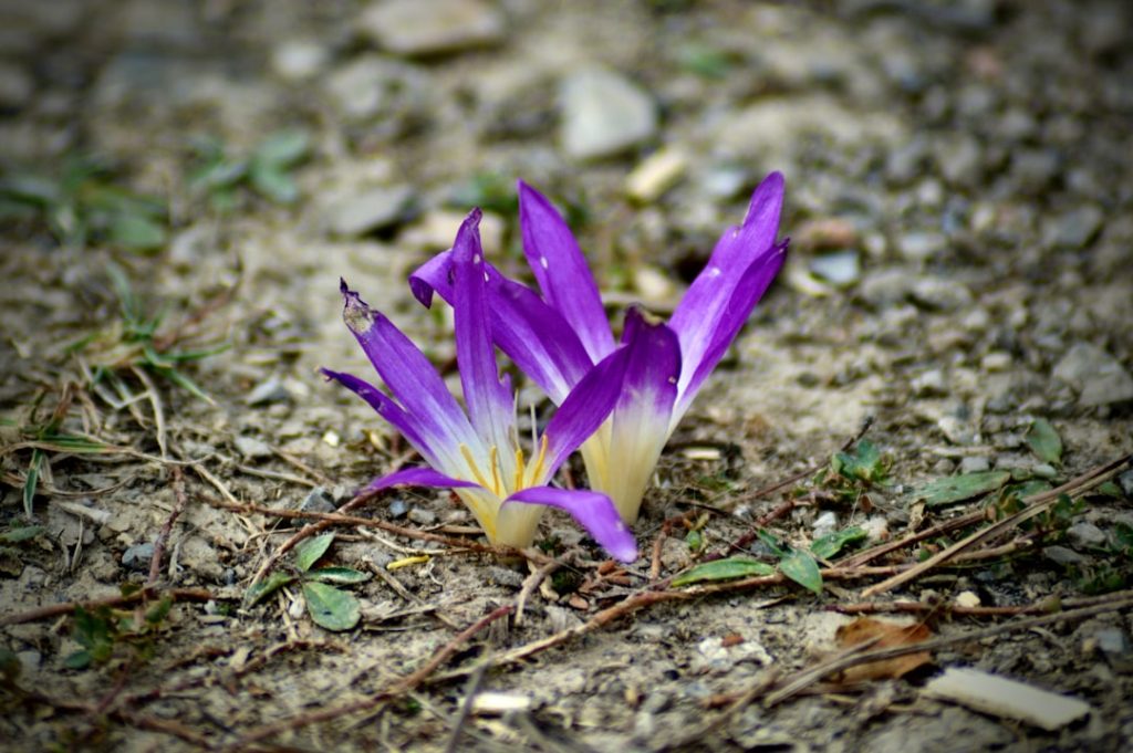entdecken sie die schönheit des herbstkrokus, einer einzigartigen blume, die den garten im spätsommer und herbst mit lebendigen farben bereichert.