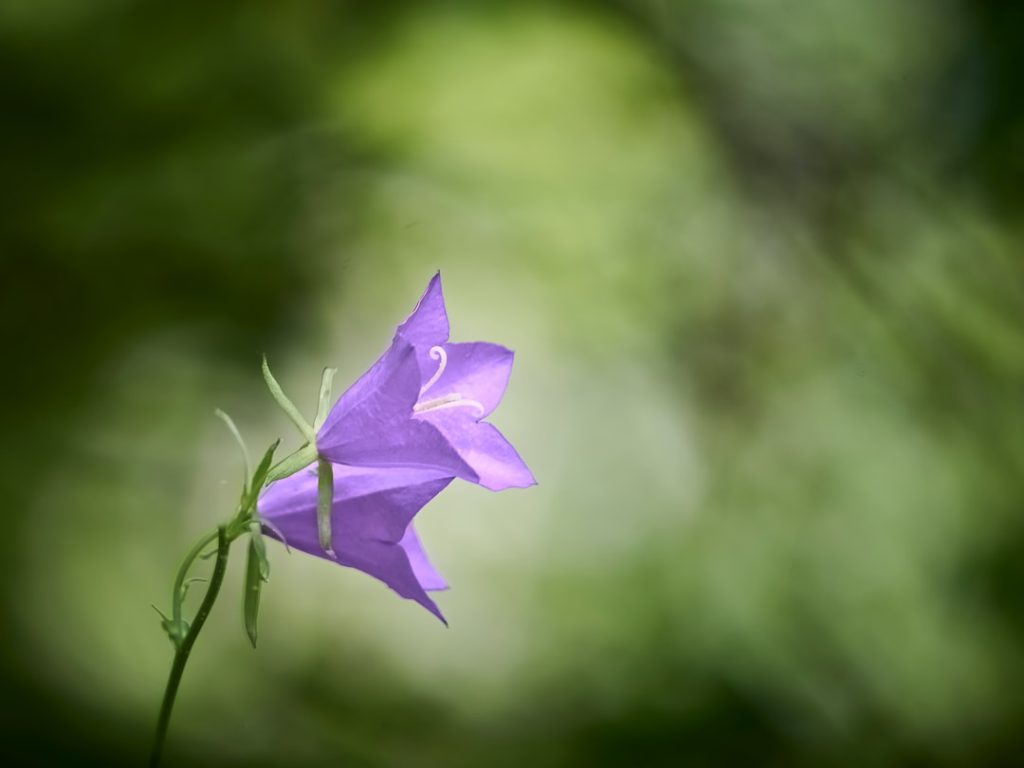 entdecken sie die schönheit der glockenblume (bellflower) – eine charmante pflanze, die gärten mit ihren zarten, glockenförmigen blüten verzaubert.