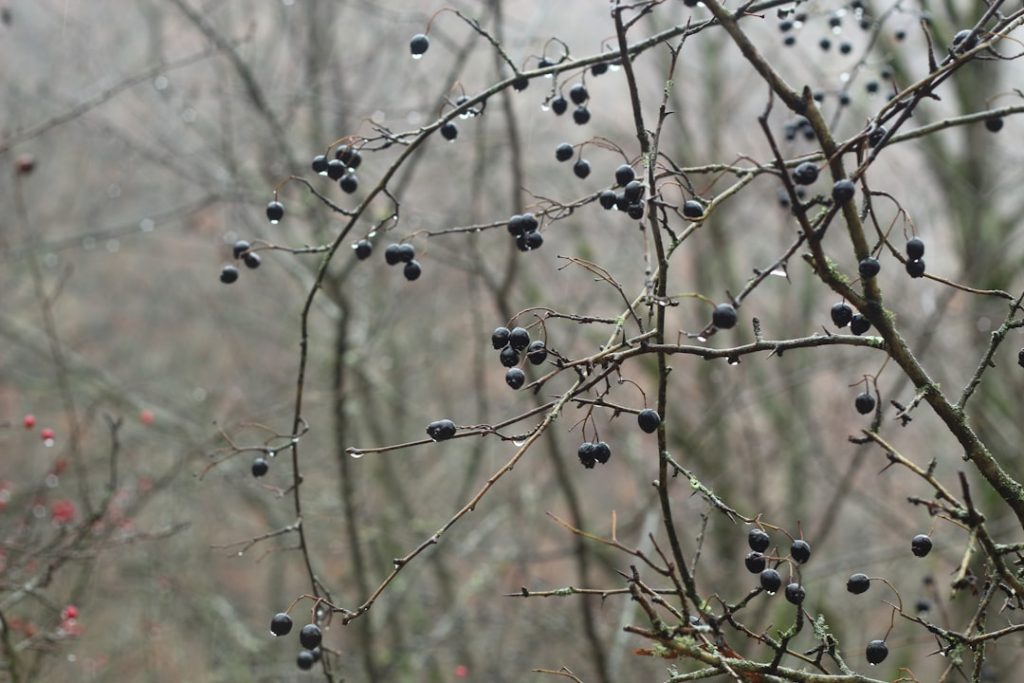 erfahren sie, wie sie brombeeren richtig schneiden, um gesundes wachstum und reiche ernte zu fördern. tipps und techniken zur optimalen brombeerschnittpflege.