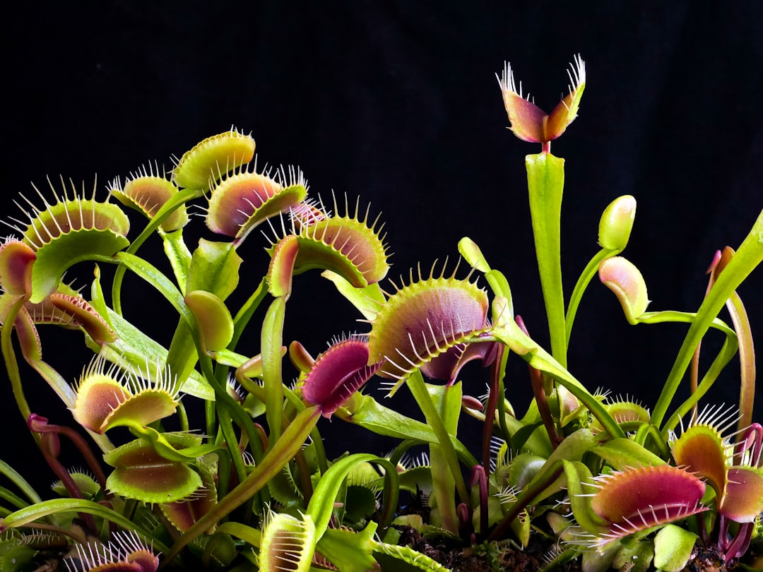 entdecken sie die faszinierende welt der fleischfressenden pflanzen – einzigartige gewächse, die insekten fangen und sich auf außergewöhnliche weise ernähren.