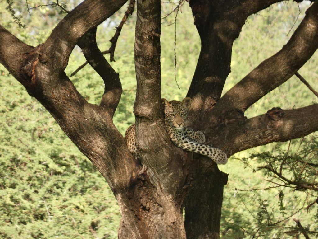 pflegehinweise für den drachenbaum: tipps zur bewässerung, standortwahl und düngung für gesundes wachstum und lange lebensdauer.