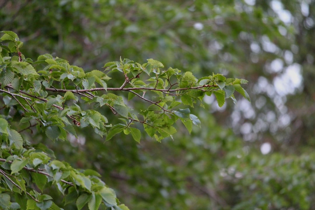 erfahren sie, wie sie hortensien richtig schneiden, um gesundes wachstum und reichhaltige blüten zu fördern. praktische tipps zur optimalen schnittzeit und technik.