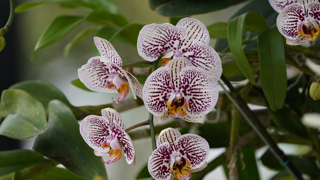 erfahren sie wertvolle tipps zur orchideenpflege, um ihre blumen gesund und blühend zu halten. pflegehinweise, bewässerung und standortinformationen für orchideen.