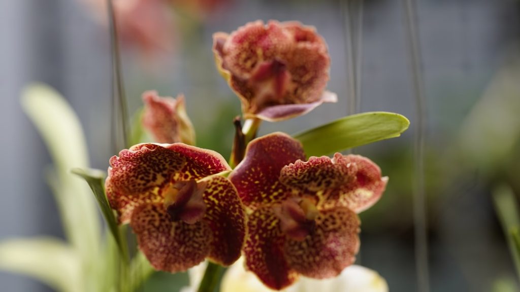 erfahren sie alles über die richtige pflege von orchideen: tipps zum gießen, licht, temperatur und düngen für gesunde und blühfreudige pflanzen.