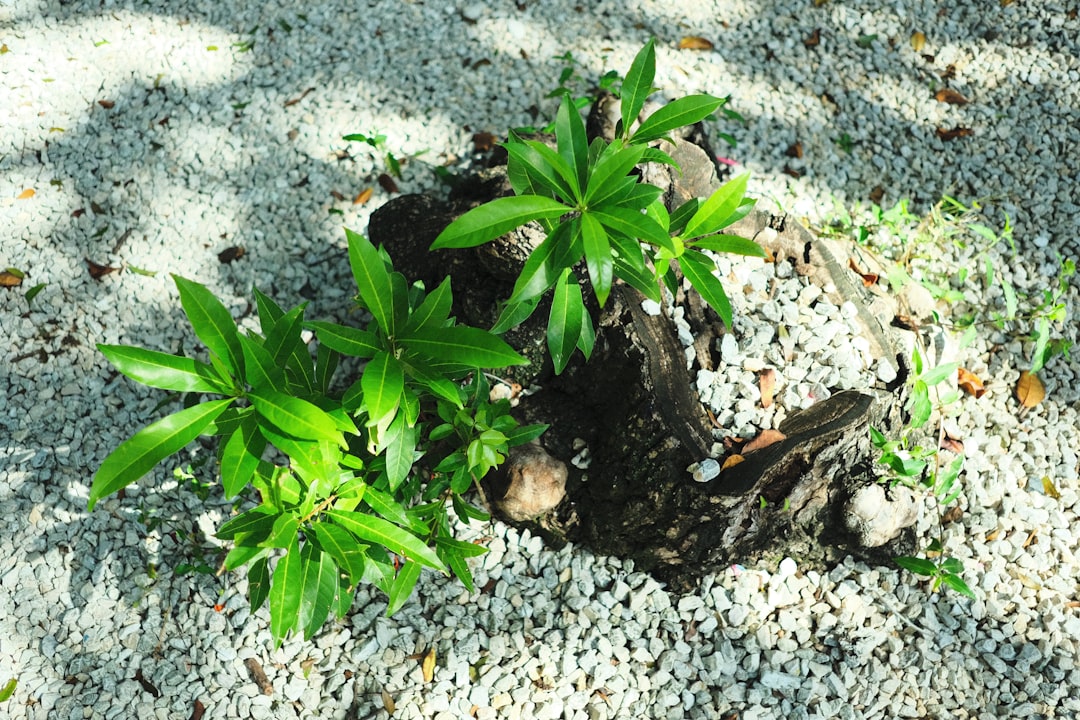 anleitung zum pflanzen und pflegen von ranunkeln: tipps für standort, bewässerung und pflege, damit ihre ranunkeln gesund wachsen und blühen.