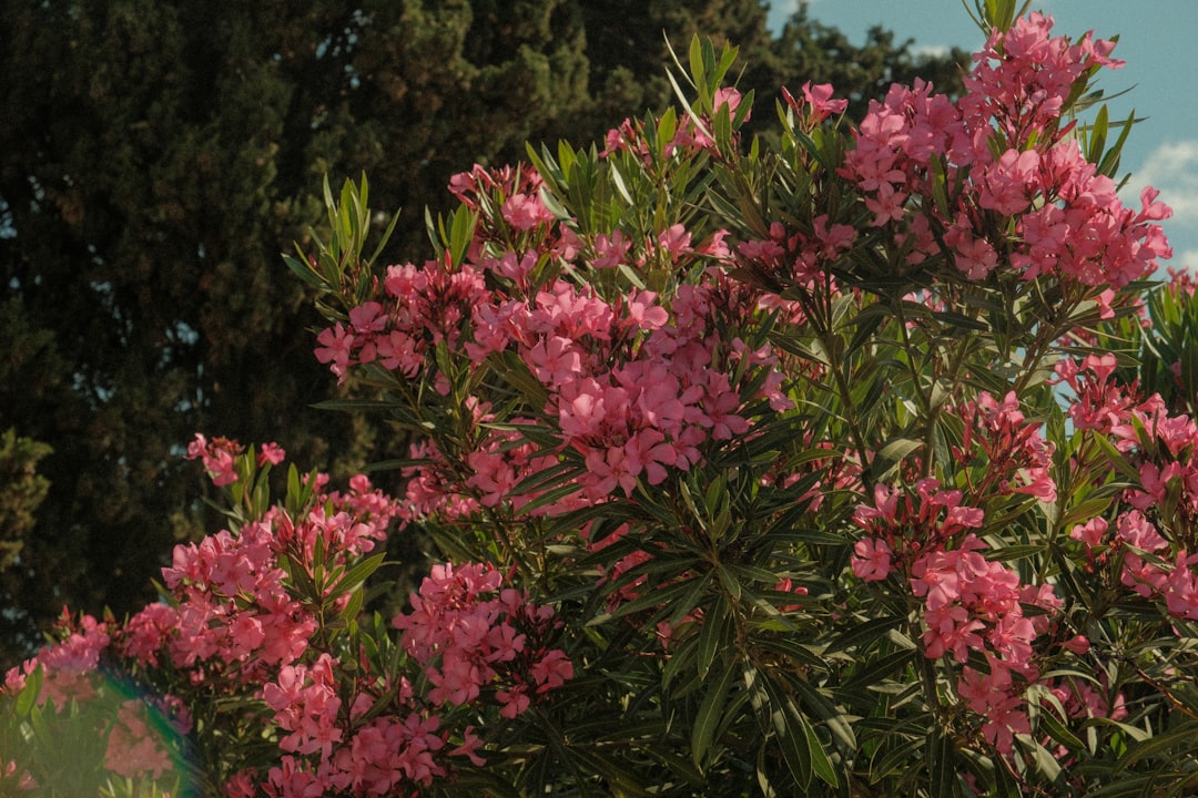 rhododendron pflanzen und pflegen: tipps zur richtigen standortwahl, bodenbeschaffenheit, bewässerung und schnitt für gesundes wachstum und prächtige blüten.