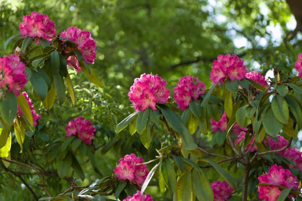 erfahren sie die besten tipps zur pflanzung und pflege von rhododendren, um gesunde und blühende pflanzen in ihrem garten zu gewährleisten.