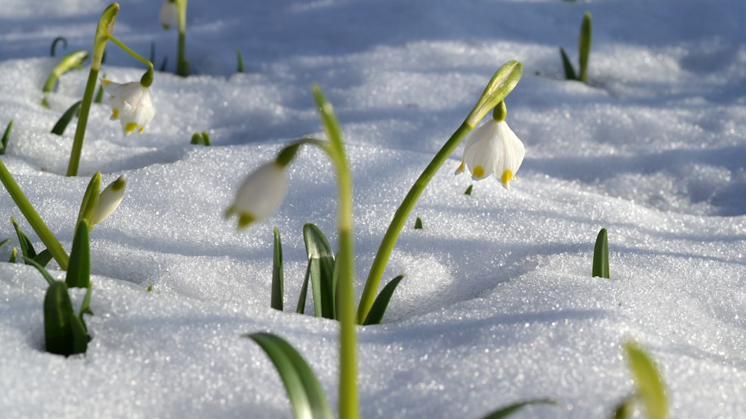 entdecken sie die schönheit und symbolik der schneeglöckchen (snowdrop), die zarten vorboten des frühlings.