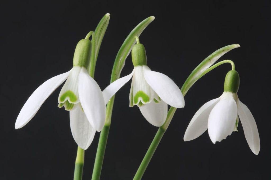 snowdrop: entdecken sie die zarten frühlingsblumen, die für hoffnung und erneuerung stehen. perfekt für gartenliebhaber und blumenfreunde.