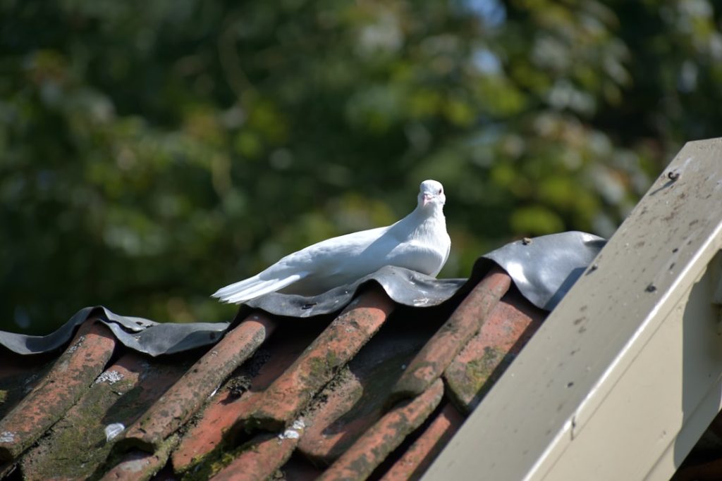 entdecken sie innovative solardachziegel für nachhaltige und ästhetische energiegewinnung direkt auf ihrem dach.