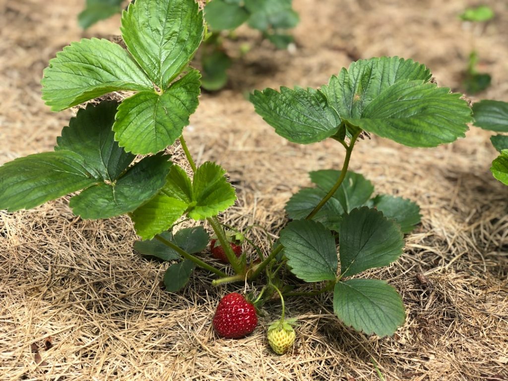 entdecken sie die besten tipps zum pflanzen von erdbeeren für eine reiche und süße ernte in ihrem garten.
