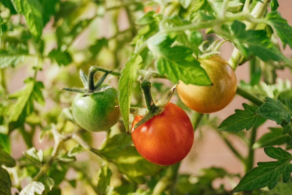 entdecken sie die besten tipps und techniken für das pflanzen von tomaten, um eine reiche und gesunde ernte in ihrem garten zu gewährleisten.