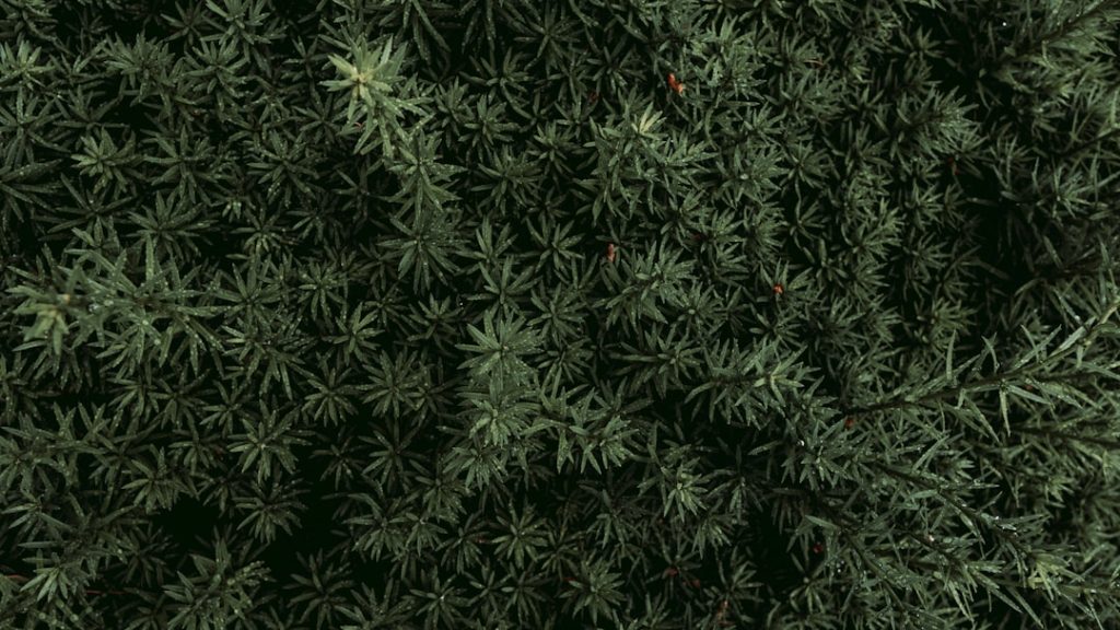 effektives unkrautvernichtungsmittel zur schnellen und nachhaltigen beseitigung von unkraut in ihrem garten oder auf dem grundstück.