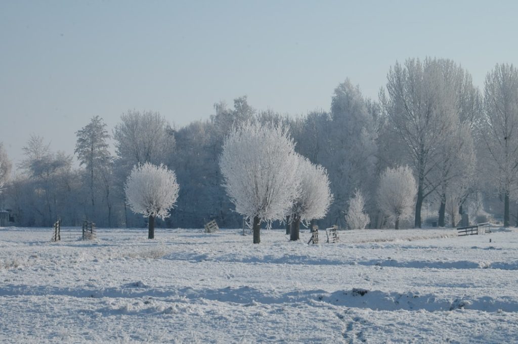 winterharte bäume, die auch bei kalten temperaturen widerstandsfähig bleiben – ideale auswahl für robuste gartenbäume in frostigen klimazonen.