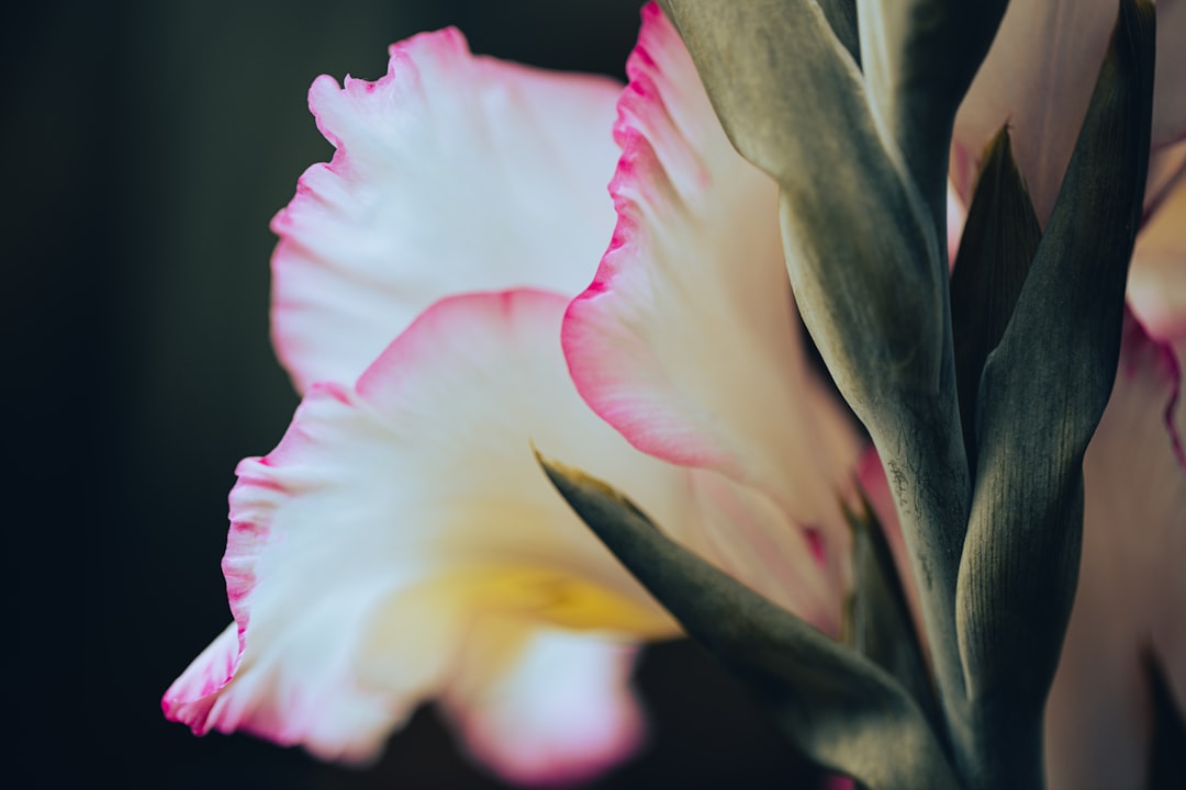 entdecken sie die schönheit der gladiolen – farbenfrohe und elegante blumen, die ihren garten oder blumenstrauß bereichern.