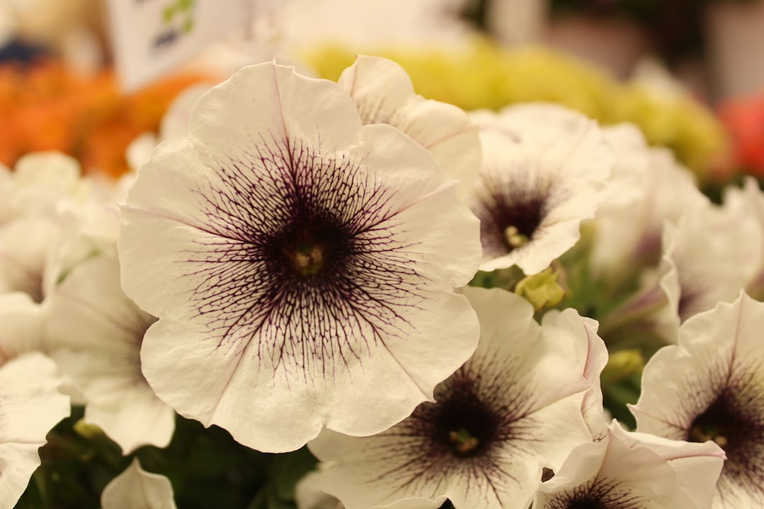 entdecken sie eine bunte vielfalt an petunien, ideal für garten und balkon. pflegeleicht und blühfreudig – perfekt für ihre blumenpracht.